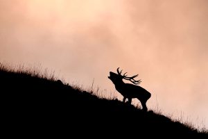 Cerf au brame