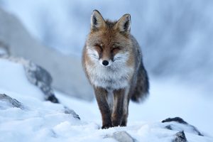 Renard dans la neige