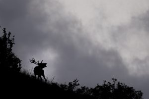Cerf en contre-jour brame