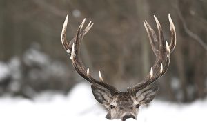 Cerf dans la neige