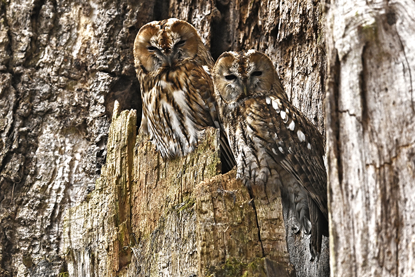Chouettes hulottes couple
