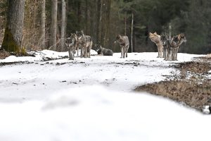 Loups meute de face neige