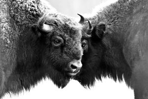 Bisons symétrie