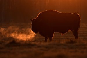 Bison -10°C soleil levant