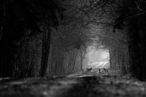 Loups meute ambiance des vieilles forêts
