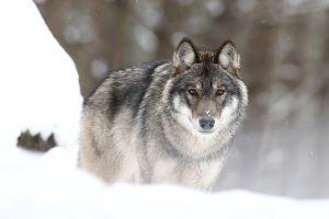 Loup "10 jours d'affût, 10h / jour, -10°C" mâle