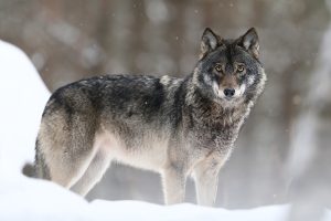 Loup "10 jours d'affût, 10h / jour, -10°C" femelle
