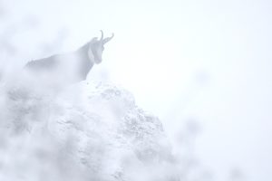 Chamois neige brouillard