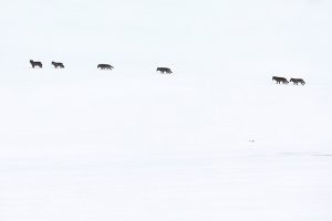 Loups "à la queue leu leu"