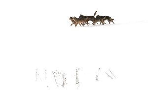 Loups meute dans la neige pure