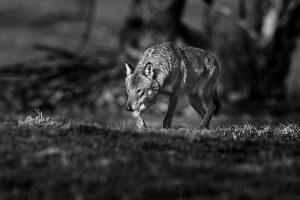Loup noir & blanc