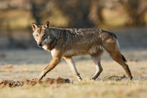 Loup 30 jours d'affûts