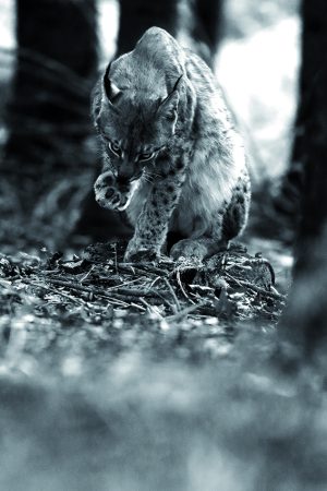 Lynx noir & blanc vertical