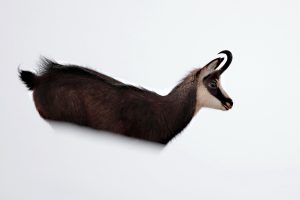 Chamois dans la neige