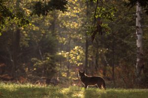 Loup raie de lumière