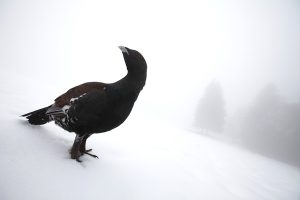 Grand tétras dans la neige