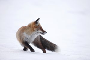Renard dansant