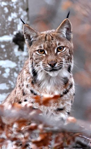 Lynx forêt vertical