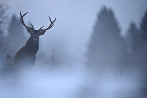 Cerf dans la brume du Jura