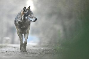Loup de face 2