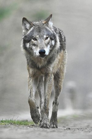 Loup vertical