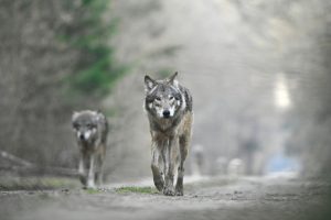 Loup de face
