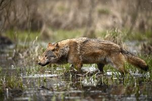 Loup en chasse marécage