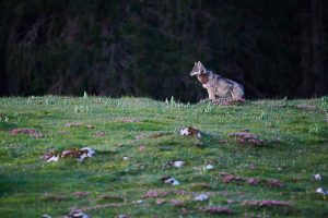 Loup du Jura
